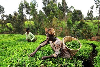 Des agricultrices récoltent le thé dans un champ au Kenya.