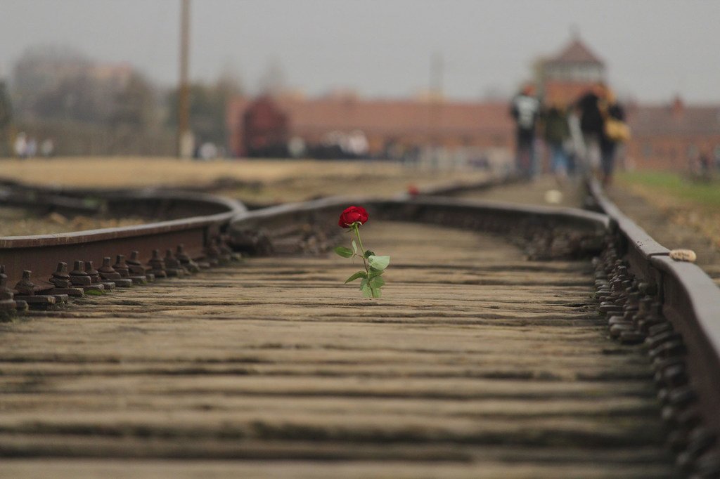 波兰奥斯威辛-比克瑙纪念和博物馆的铁轨上放着一朵玫瑰。