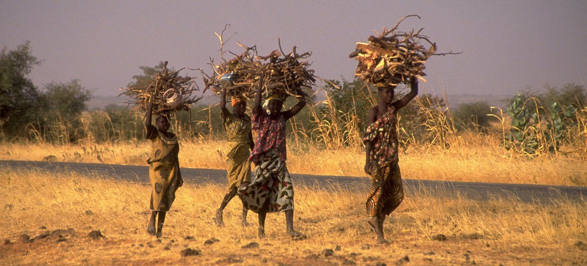 Young women carry bundles of firewood in the Tahoua region of Niger. (file)