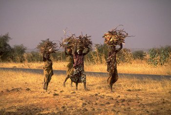 Young women carry bundles of firewood in the Tahoua region of Niger. (file)