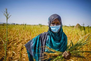 Los sistemas alimentarios en África se han visto afectados negativamente por las crisis, los conflictos y, más recientemente, el COVID-19 inducidos por el clima.