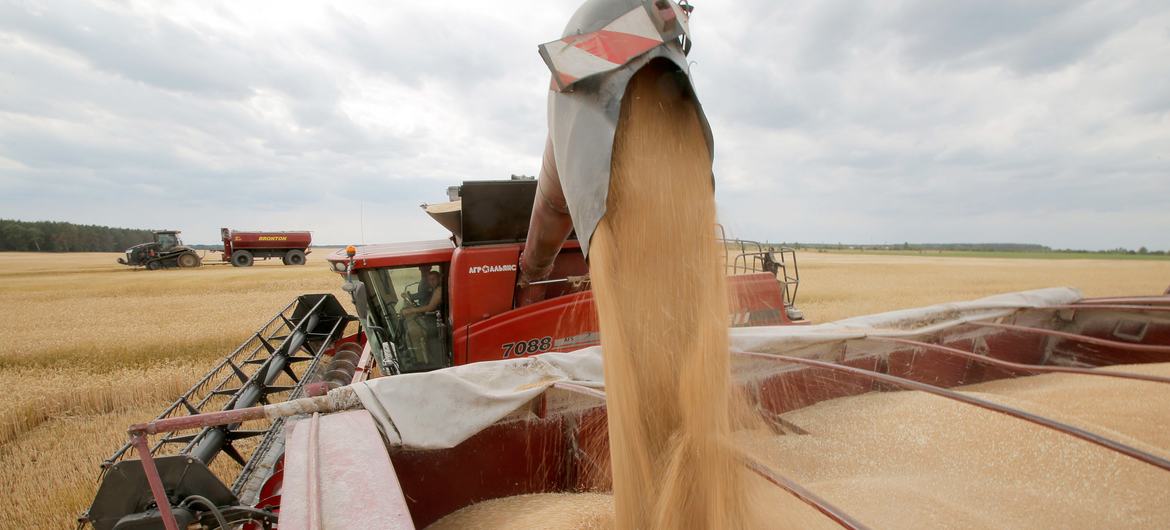 Стоимость пшеницы и кукурузы с начала года подскочила на 30 процентов.На фото: сбор урожая пшеницы в Украине.