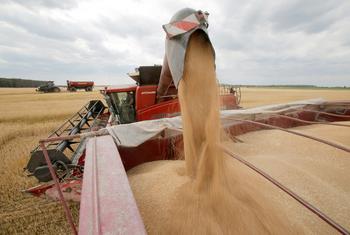 乌克兰的小麦收割。