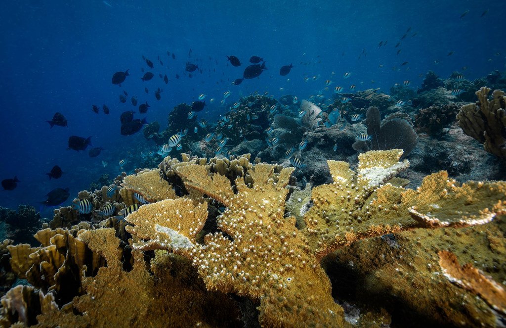 Una colonia de coral cuerno de alce, una especie de acropora casi extinta en el Caribe.