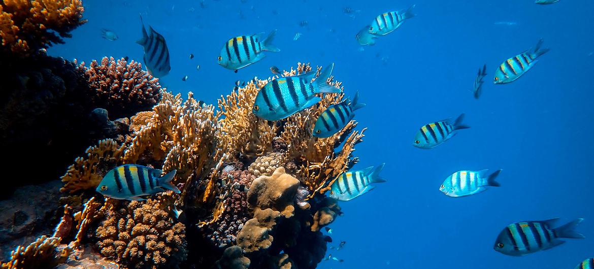The Red Sea's reef is one of the longest continuous living reefs in the world.
