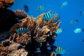الشعاب المرجانية في البحر الأحمر هي واحدة من أطول الشعاب المرجانية الحية في العالم.