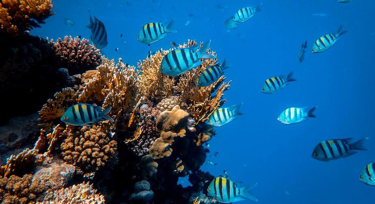 El arrecife del Mar Rojo es uno de los arrecifes vivos más largos del mundo.