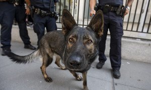 A hard-working member of the UN Security canine unit and colleagues on First Avenue outside UN Headquarters. 