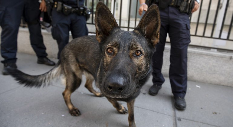 Un membre de l'unité canine de la sécurité des Nations Unies à l'extérieur du siège de l'ONU.