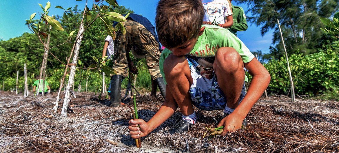 La restauration des habitats naturels comme sur cette photo à Cuba aidera à ralentir le changement climatique