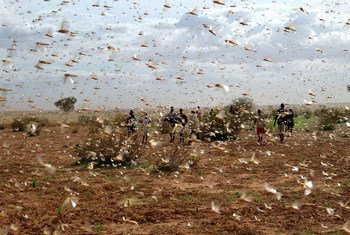 A swarm of desert locusts fill the sky near a farm. 
