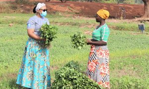 Women farmers in Ghana are being encouraged to adapt to changes in the climate.