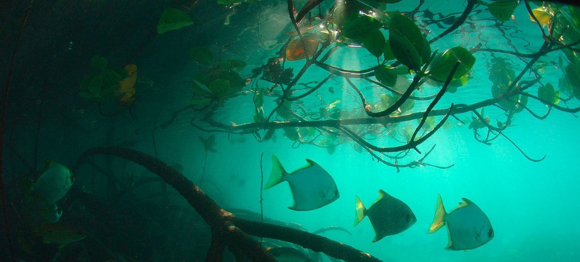 Los manglares y prados marinos son hábitats naturales de gran importancia en la lucha contra el cambio climático.
