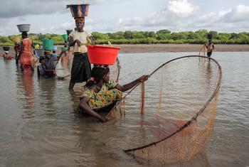 Mulheres pescam em rio na Guiné-Bissau