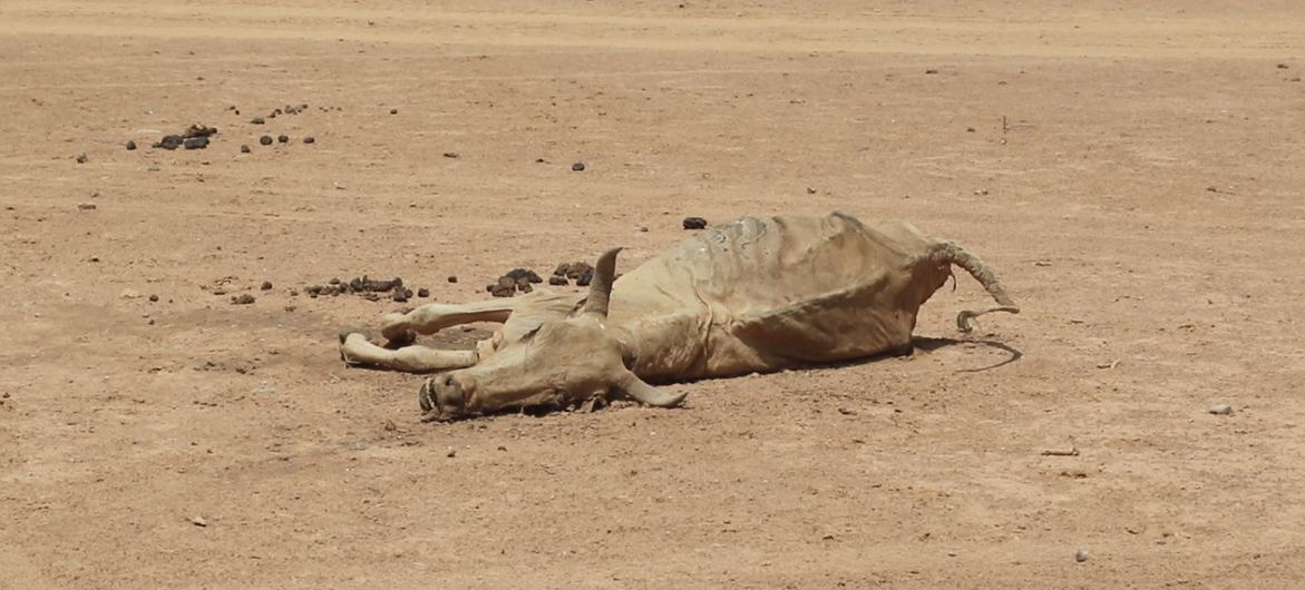 أدى الجفاف في المنطقة الصومالية في إثيوبيا إلى نفوق ما يقدر بمليون رأس من الماشية في 10 مناطق متأثرة بالجفاف في المنطقة.