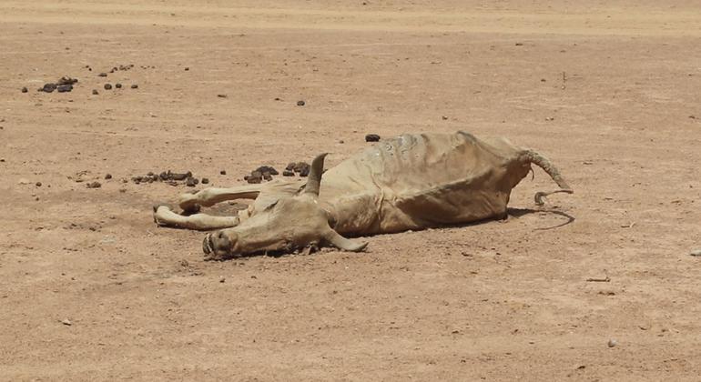 أدى الجفاف في المنطقة الصومالية في إثيوبيا إلى نفوق ما يقدر بمليون رأس من الماشية في 10 مناطق متأثرة بالجفاف في المنطقة.