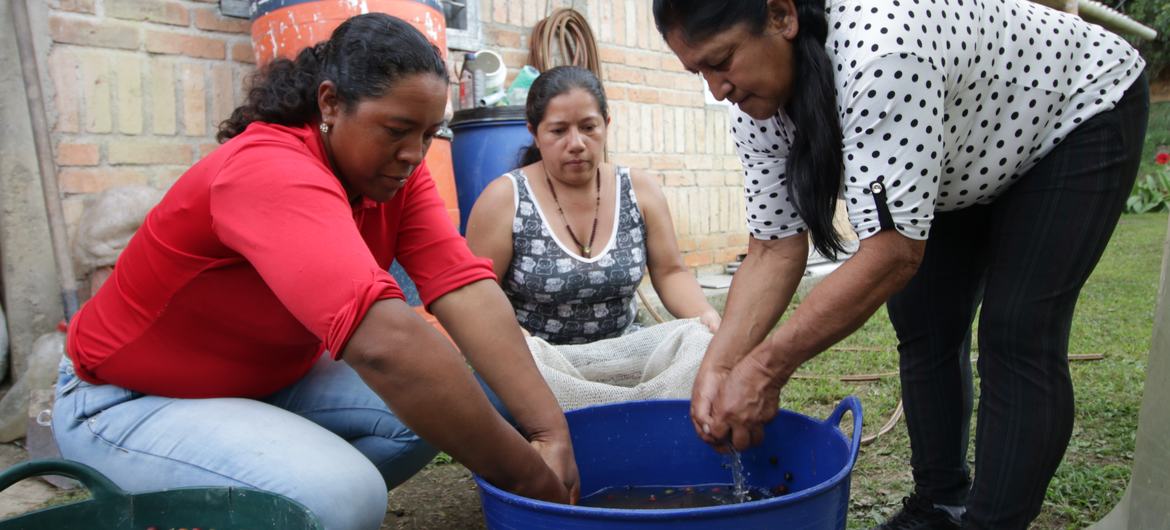 Argenis Rosas (au centre), une productrice de café dans la région de Cauca, en Colombie.