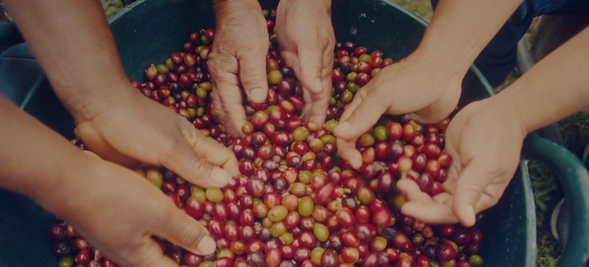 Coffee beans being sorted in Colombia.