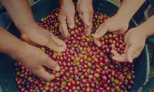 Clasificación de granos de café en Colombia.