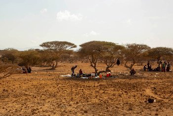 مهاجرون إثيوبيون يجلسون تحت الأشجار في الظل في جيبوتي بينما ينتظرون المهربين لتنظيم سفرهم إلى اليمن ، وعادة ما يأملون في الوصول في النهاية إلى المملكة العربية السعودية.