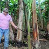 Alexis Aparicio es un productor de plátano en Bocas del Toro, Panamá.
