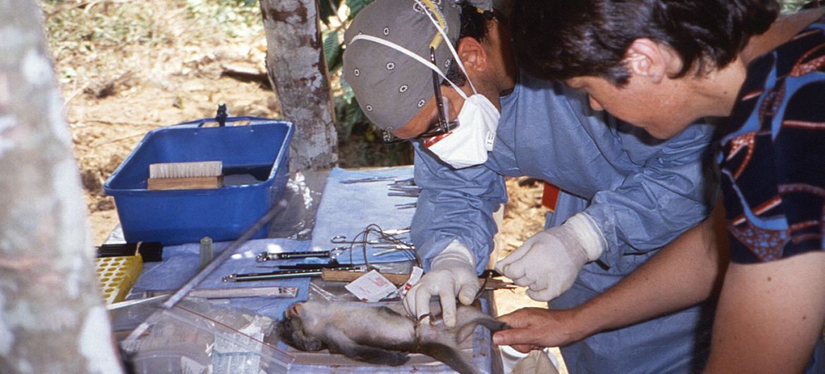 Zoólogos examinam um primata que foi uma das fontes suspeitas de uma infecção zoonótica na República Democrática do Congo de 1996 a 1997.