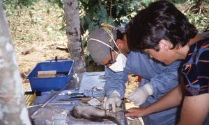 Zoólogos examinam um primata que foi uma das fontes suspeitas de uma infecção zoonótica na República Democrática do Congo de 1996 a 1997.