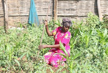 سيدة تعمل في حديقتها في جوبا بجنوب السودان، حيث عادت في تموز/يوليو 2021 عقب عقدين من النزوح في السودان.