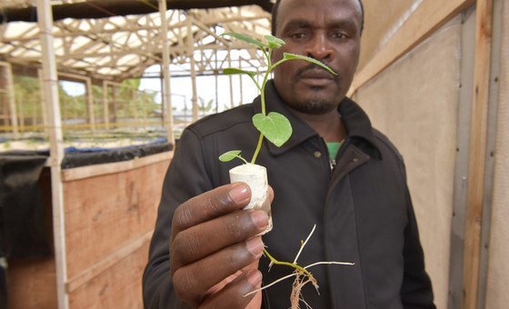 No Ruanda, Apollinaire Karegeya investiu em hidroponia