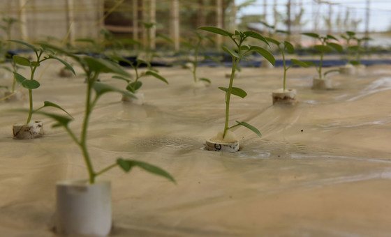 Aeroponic agriculture could be the key to increasing food production sustainably in Rwanda.