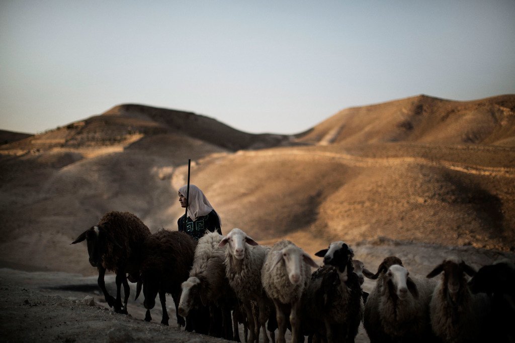 Un berger palestinien emmène ses moutons dans une citerne réhabilitée pour les abreuver.