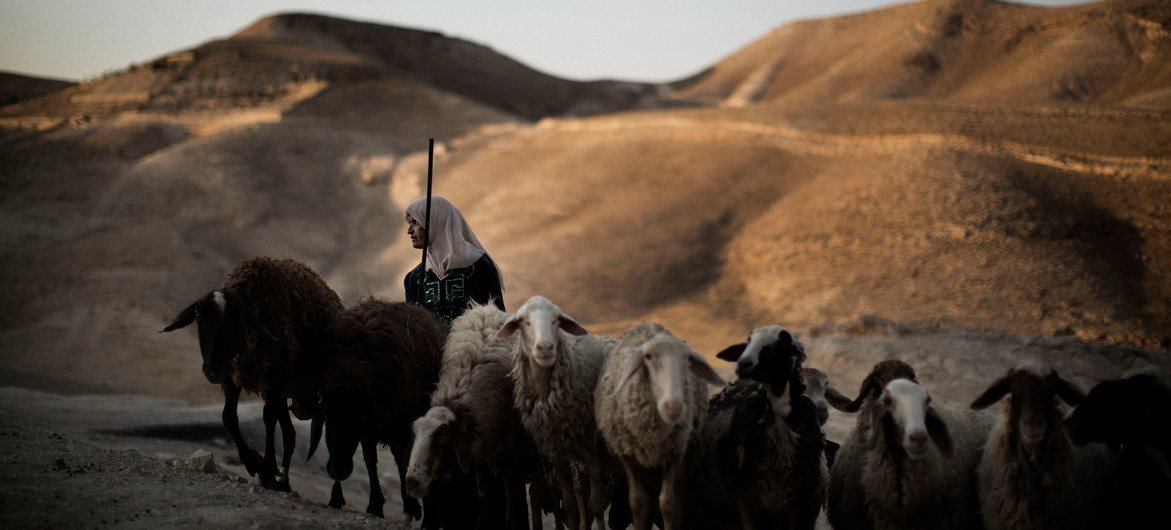 一名巴勒斯坦牧民带着羊群来到一个修复的蓄水池取水。