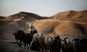 Un berger palestinien emmène ses moutons dans une citerne réhabilitée pour les abreuver.
