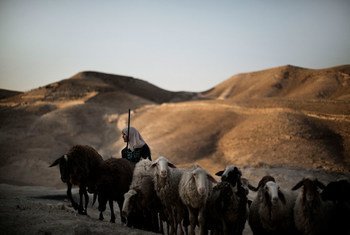 A Palestinian herder takes sheep to a rehabilitated cistern for water.