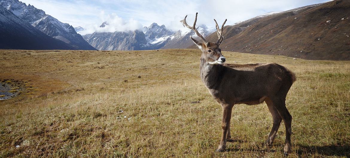 A mountain caribou.