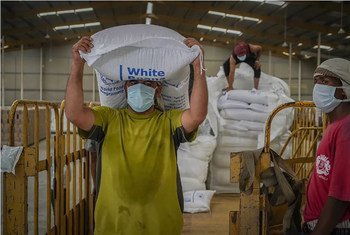 عامل في مستودع لبرنامج الأغذية العالمي في صنعاء يفرغ أكياس المساعدات الإنسانية.