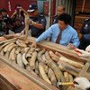 Malaysian customs officials show a seized illegal shipment of ivory.