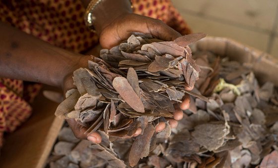 A stockpile of pangolin scales seized by government officials in Cameroon.