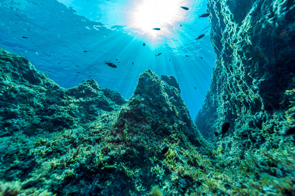 Diferentes especies de peces nadando en una zona marina protegida fuera de la costa de Malta.