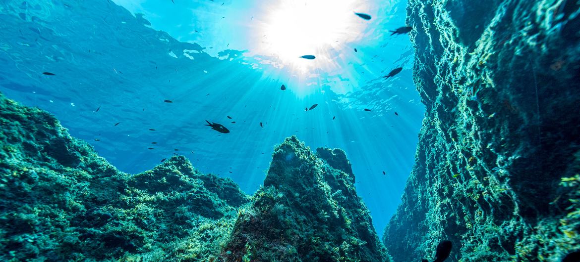 На фото: подводный пейзаж у берегов Мальты. 
