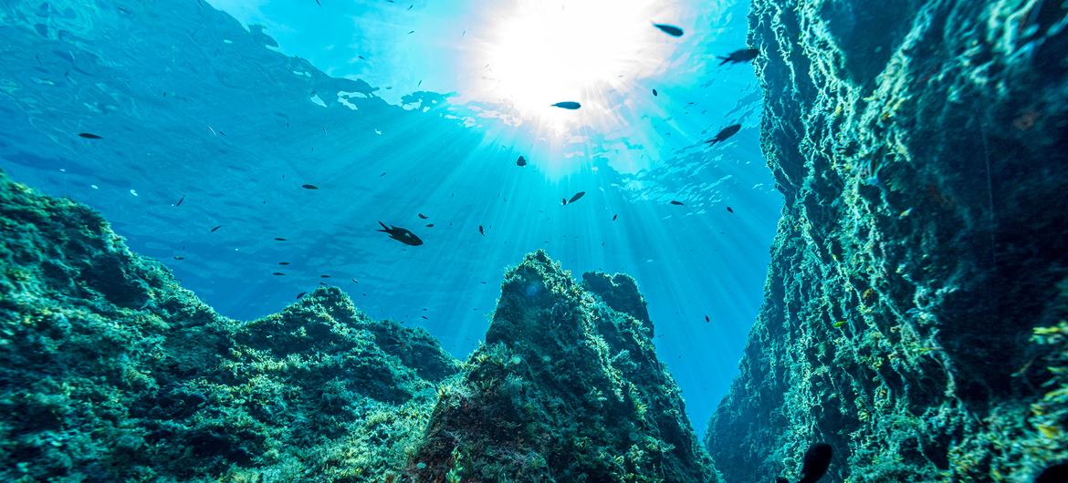 Different species of fish swim in a marine reserve off the coast of Malta.