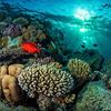Recife de corais no Mar Vermelho. 