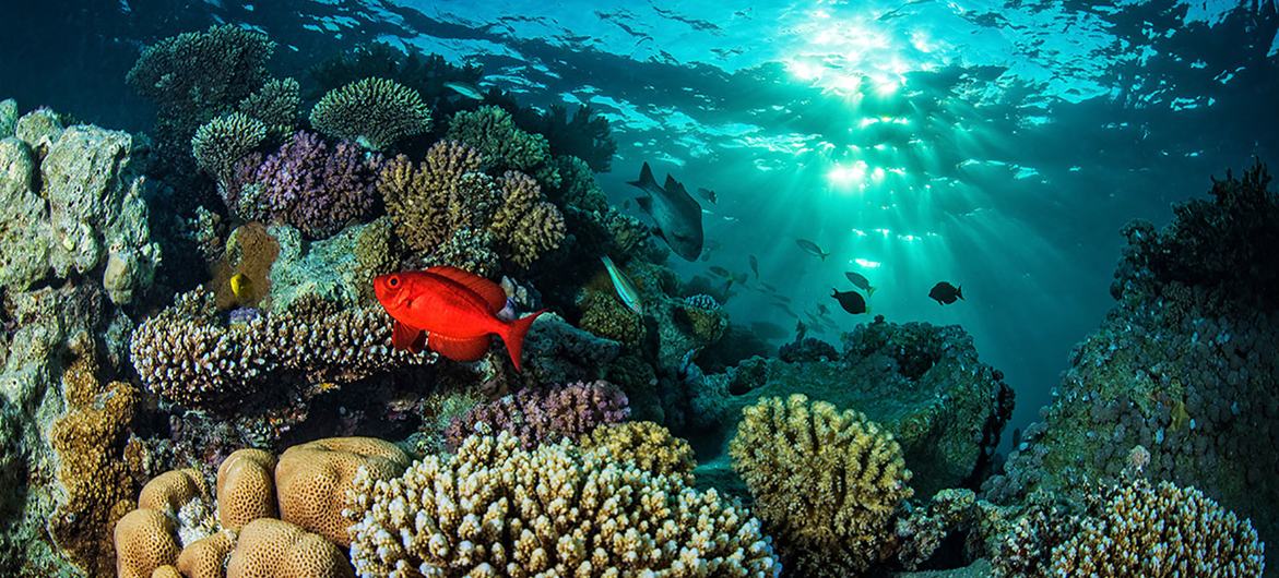 Un poisson au milieu de coraux en mer Rouge.