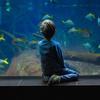 Un niño observa atentamente los peces en un acuario en Berlín, Alemania.