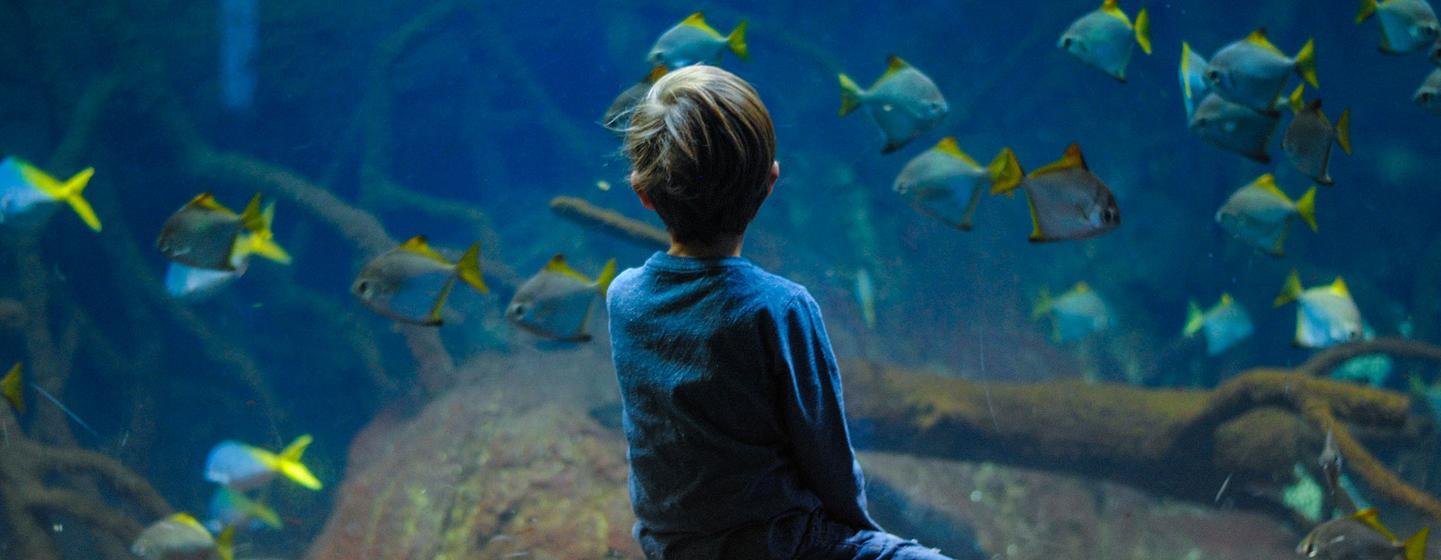 Un jeune garçon observe des poissons dans un aquarium à Berlin, en Allemagne.