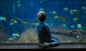 A young boy watches fish in an aquarium in Berlin, Germany.
