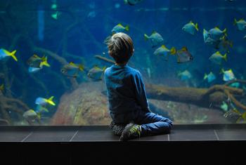 Un niño observa atentamente los peces en un acuario en Berlín, Alemania.