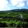 Floresta de mangue na Ilha Iriomote, no Japão