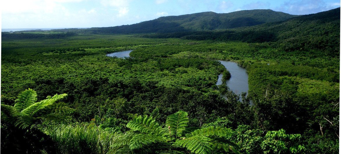 The Nakama River runs through a mangrove forest on Iriomote Island in Japan.