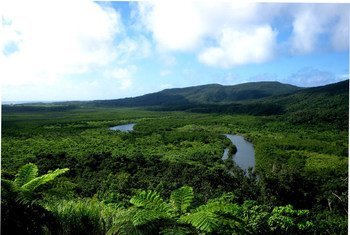 Floresta de mangue na Ilha Iriomote, no Japão